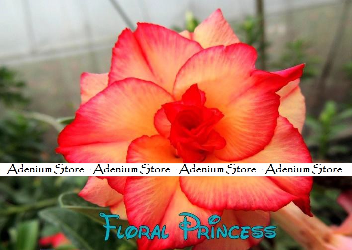 (image for) New Adenium \'Floral Princess\' 5 Seeds